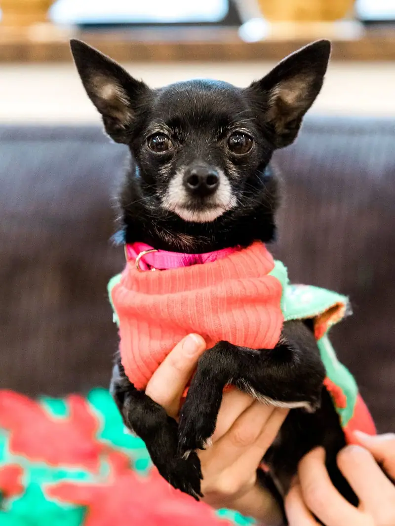 Pepper At Animal Adoption Center
