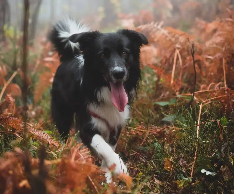 Best dog food for border collies.