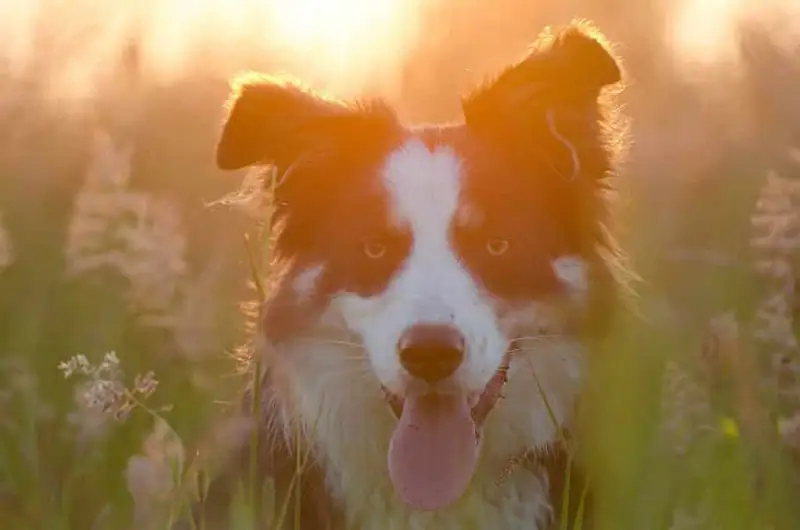 Border Collie adoption.