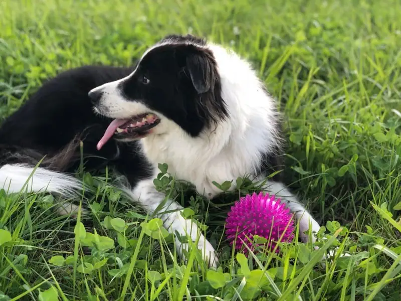 Advice for adopting a Border Collie.
