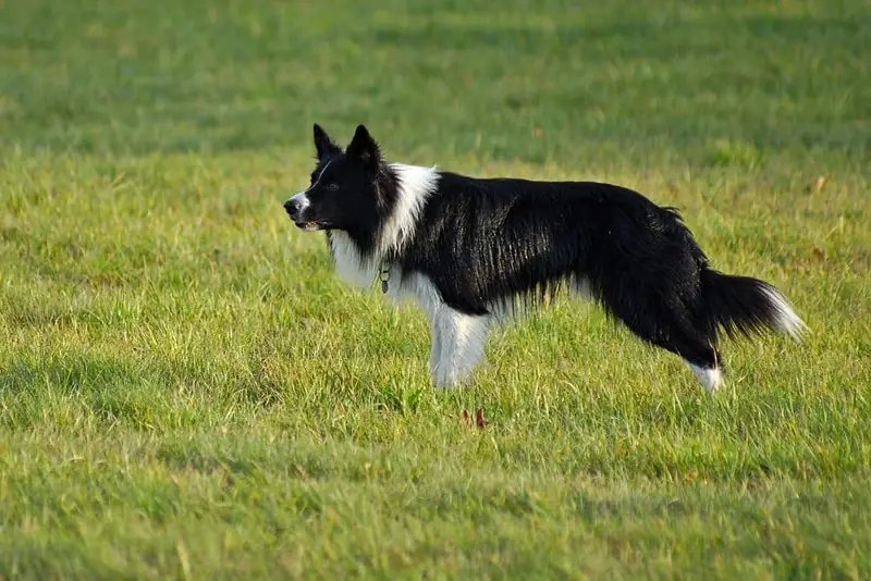 Rescue a border collie.
