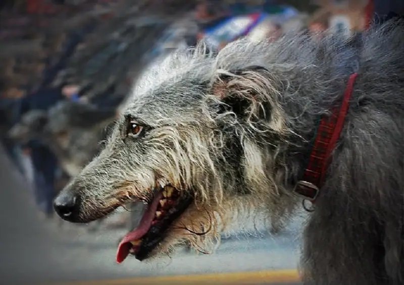 Dogs that tend to be the quietest.