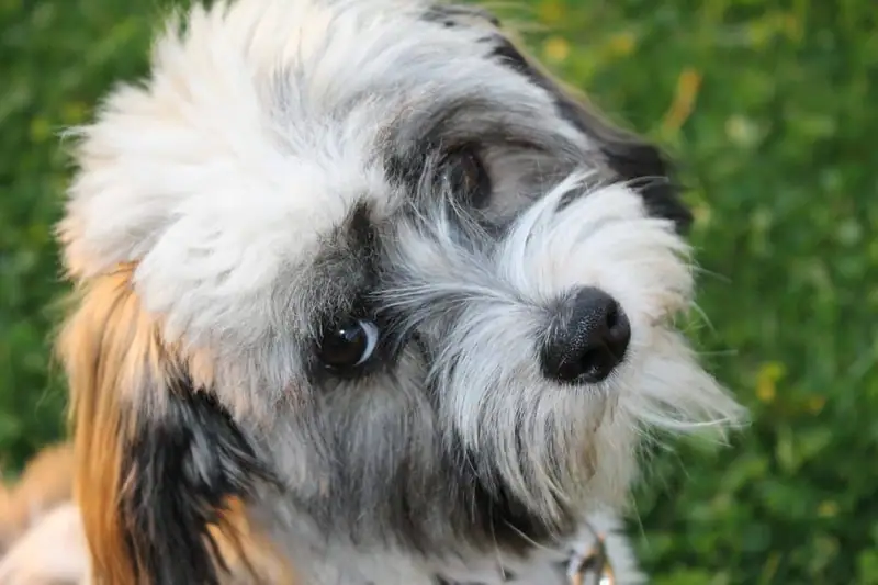 Havanese lap dog breed.