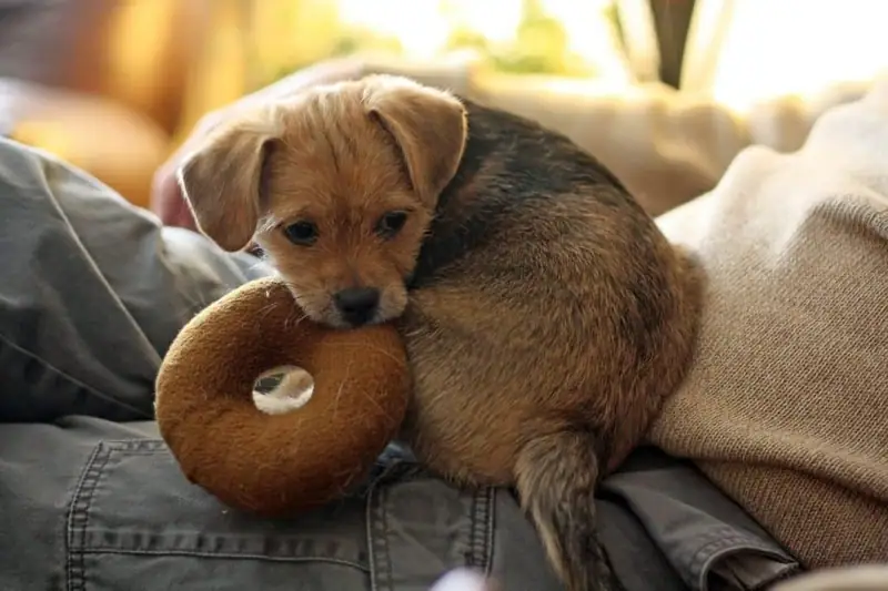 Lap dog relaxing with owner.