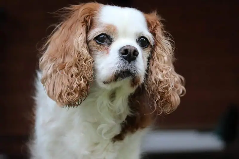 Non-barking dog breeds.