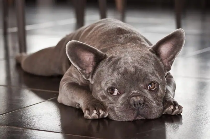Best dogs for people who like it quiet.