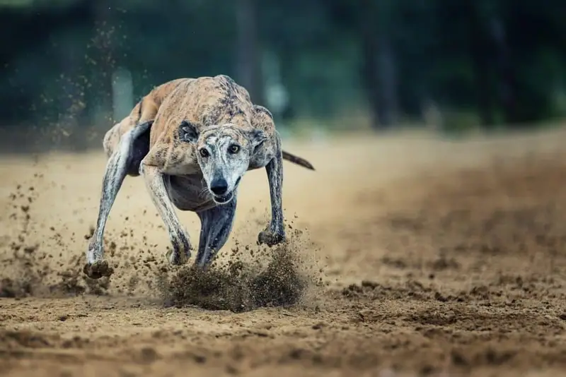 Amazing dogs that are quiet.
