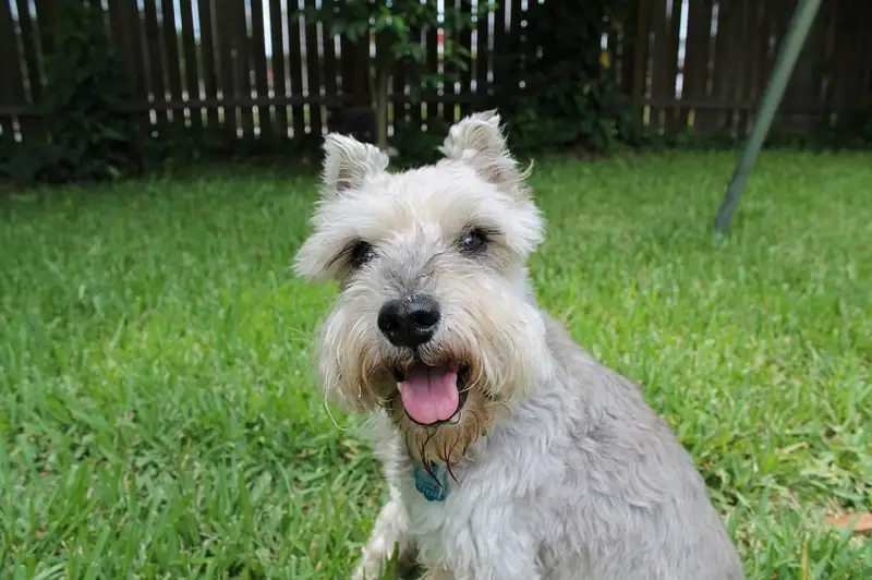 The best big dog breeds that don’t shed.