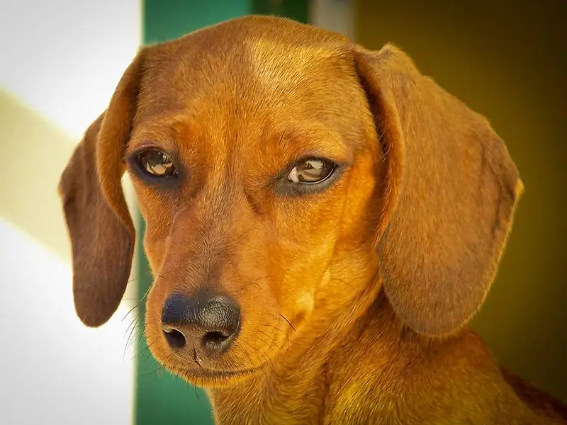 The best lapdog breeds to own.