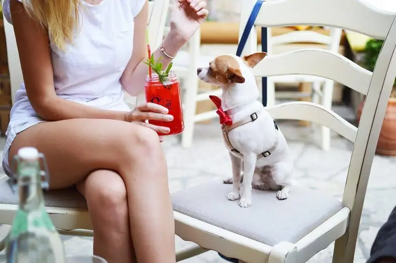 White and brown Chihuahua lap dog.