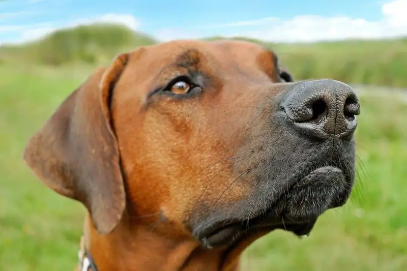 Best large dogs that don’t shed