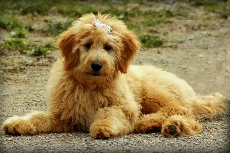 Best medium sized dogs that hardly shed at all.