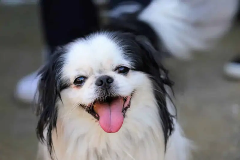 Best dogs that bark the least and don’t make a lot of noise.