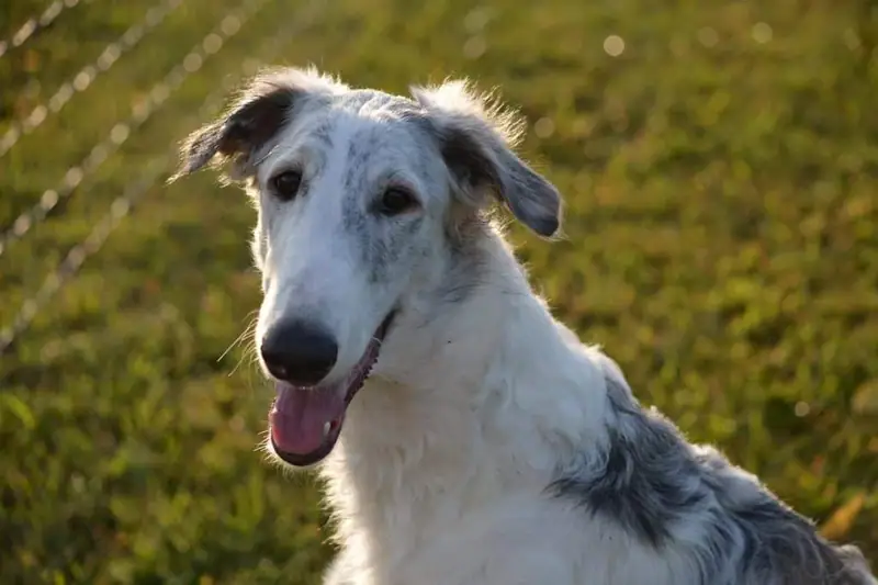 Dog breeds that don’t make a lot of noise.