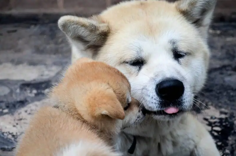 Best dogs that are loyal.