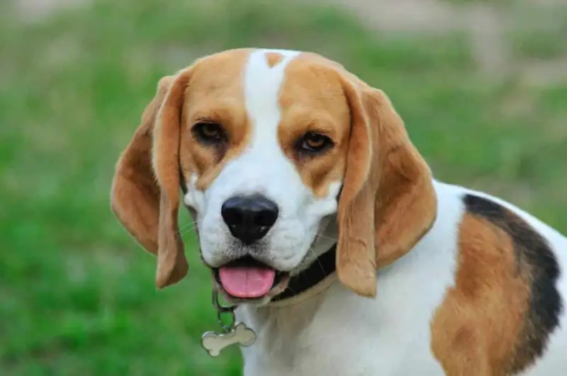 Top loyal dogs in history.