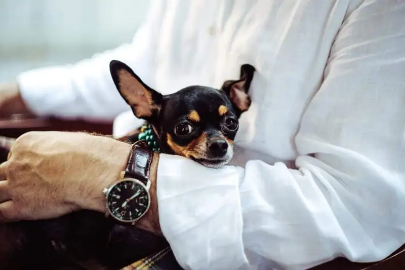 Small Chihuahua showing loyalty.