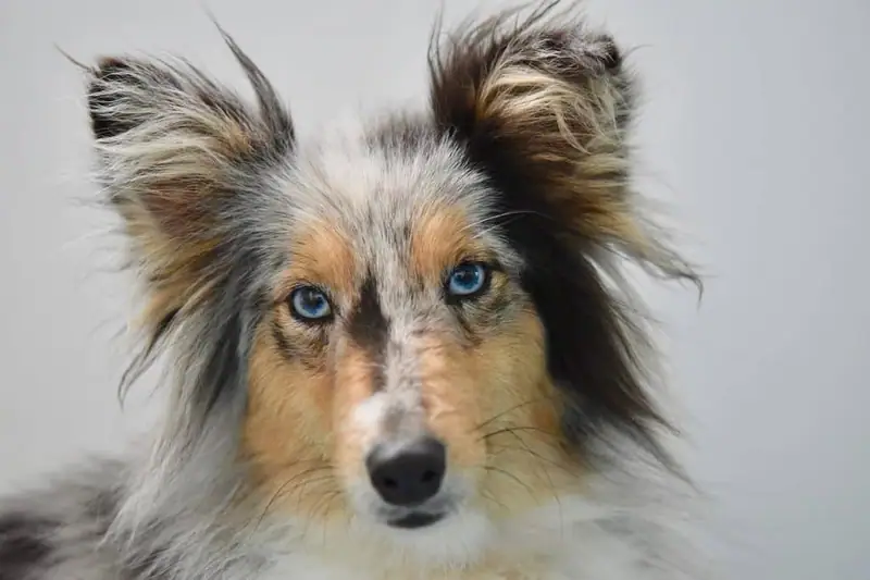 Loyal Shetland Sheepdog
