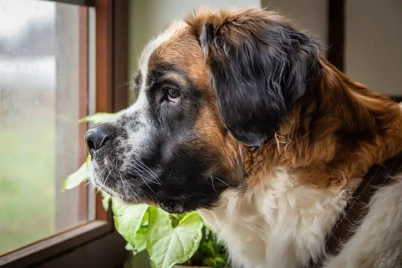 Large dogs that are loyal.