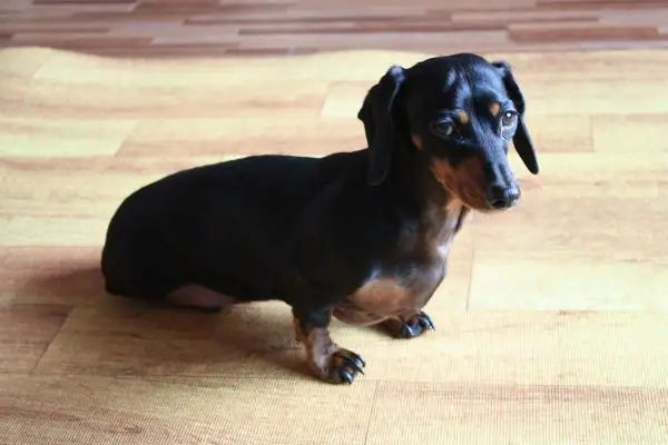 A dog that comes from a breed that can sometimes suffer from back problems.