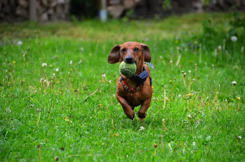 A friendly and happy dog playing joyfully with a tennis ball.