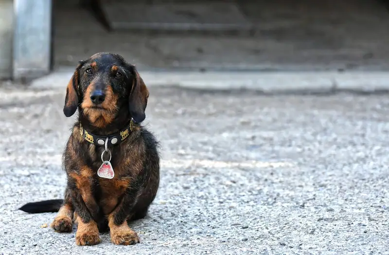 An aged and intelligent looking fur baby sitting patiently on the ground.