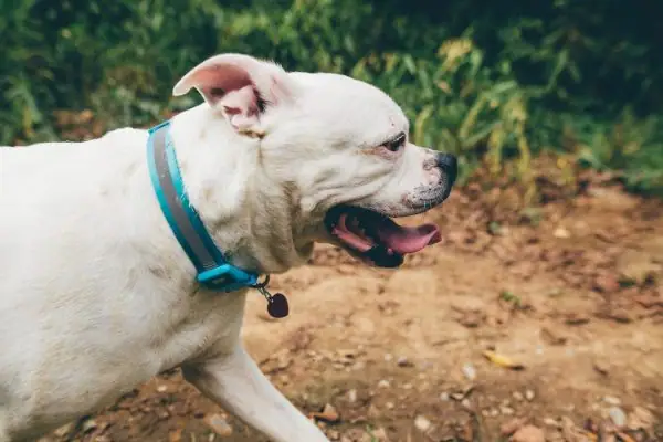 A side view of a white Ambull trotting across the dirt.
