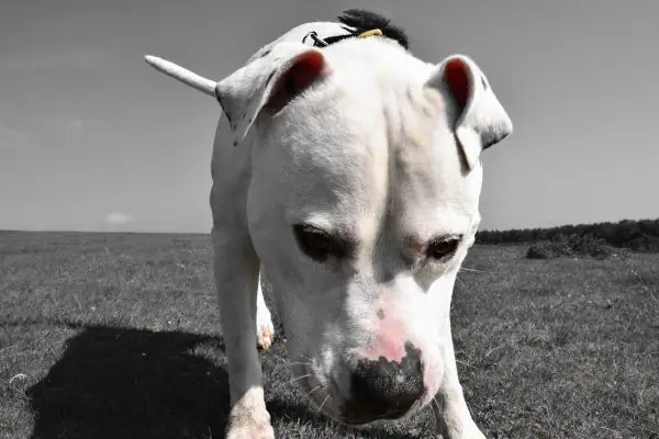 A stunning close up photo of a beautiful dog.