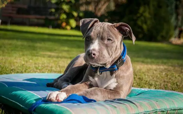 A middle-aged dog laying on a bed in the grass while it soaks up some sunshine.