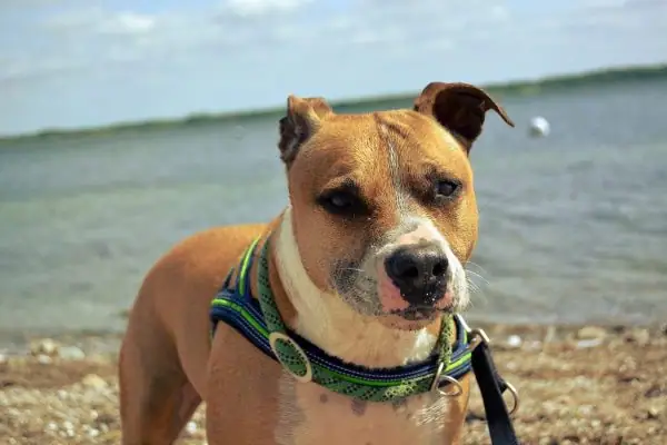 A newly rescued Staffy stands patiently on the beach with the water in the background.