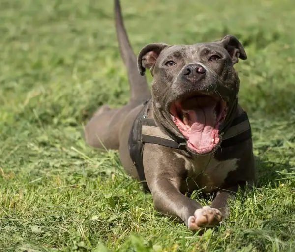 A harnessed pooch yawning with its mouth wide open.