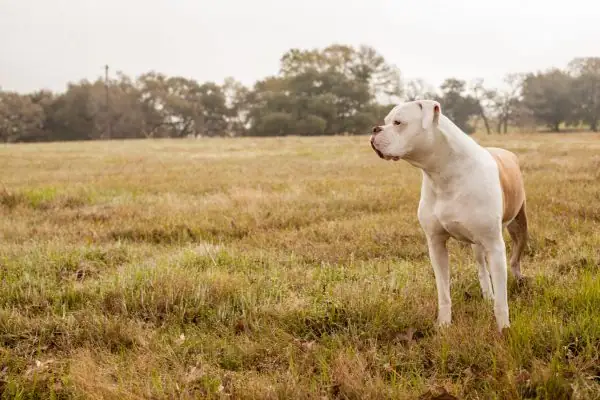 A healthy Ambull looking to the side while standing in a field.