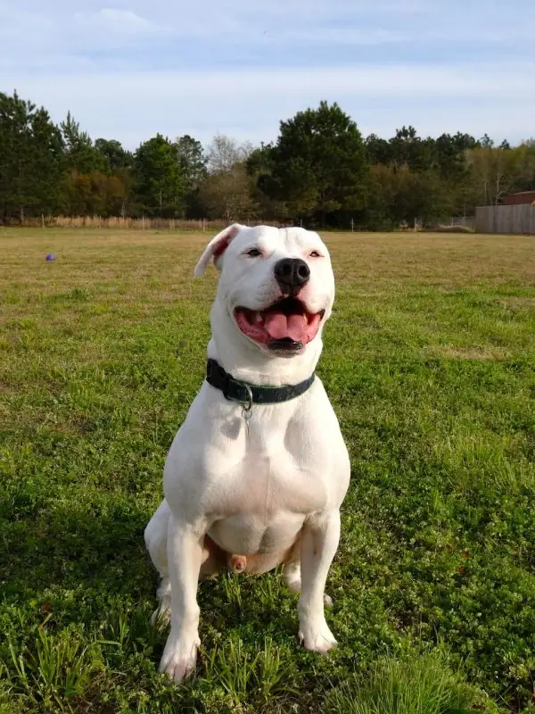 A smiling dog with its tongue hanging out standing in the middle of a grassy field.