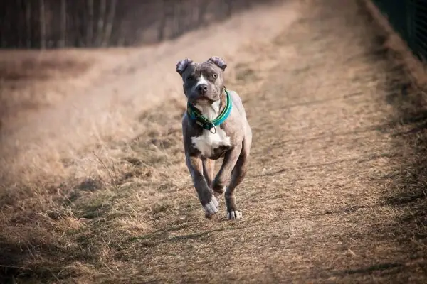 A large dog running playfully in a stunning picture.