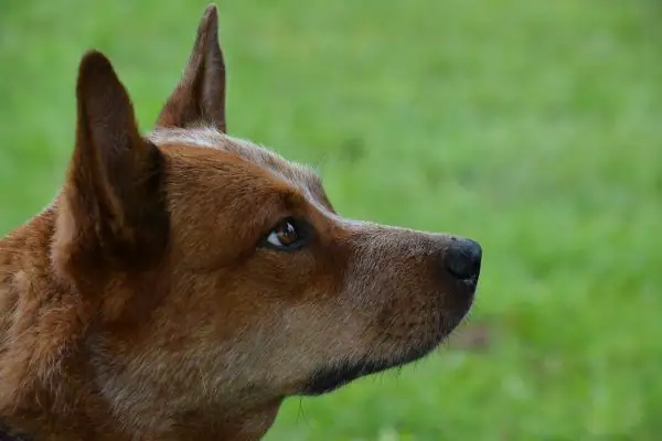 Close up shot of a multi-colored dog.
