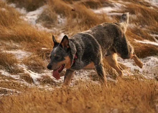 A dog running through a snow covered field.