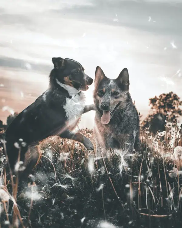 An amazing image of two playful dogs.