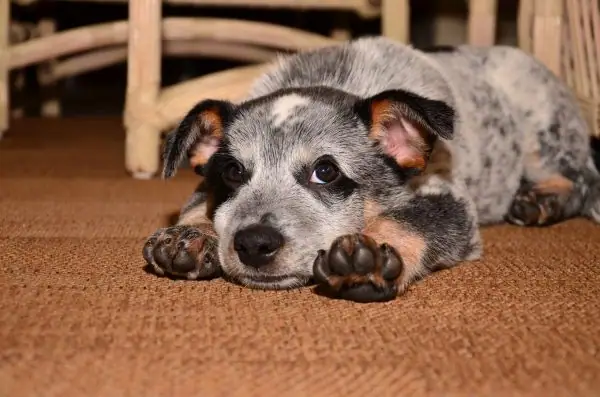 An ACD puppy laying on the floor with a tired look on its face.