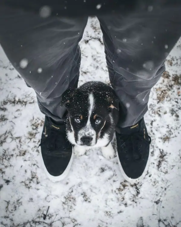 A blue heeler puppy standing between its human’s feet while looking up with stunning blue eyes.