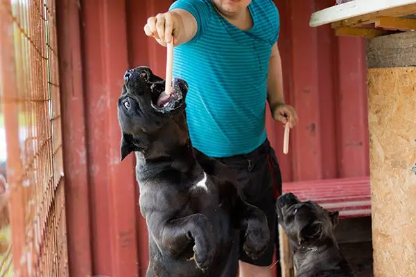 A large dog jumping up to eat with a funny expression on its face.