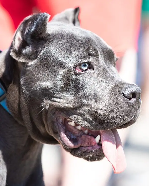 A beautiful and large dog breed with blue eyes.