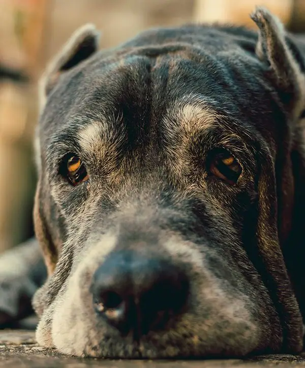 A dog calmly laying on the ground for a close up photograph.