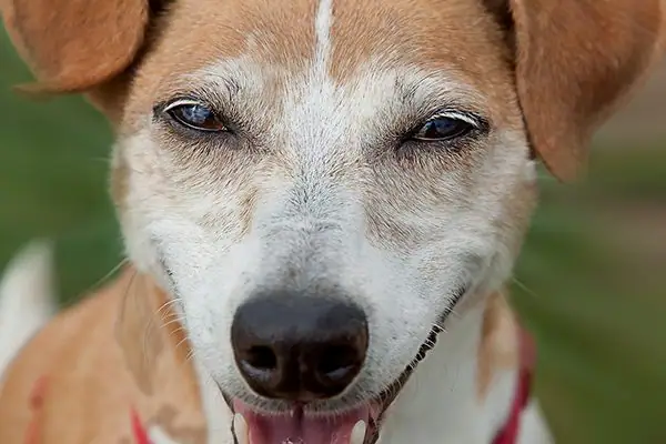 A cute dog that has lived for many years smiles gently for a picture.