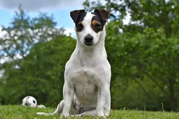 A playful dog sits on the ground posing for the camera with a soccer ball in the background.