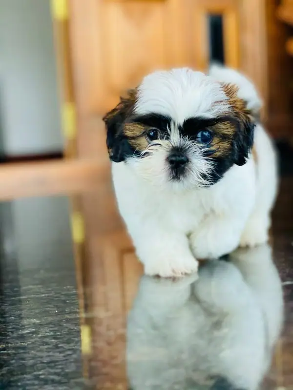 A small dog with distinct markings on its face happily trotting on the floor.