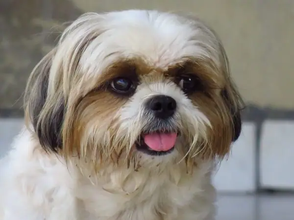 A close up photo of an adorable dog.
