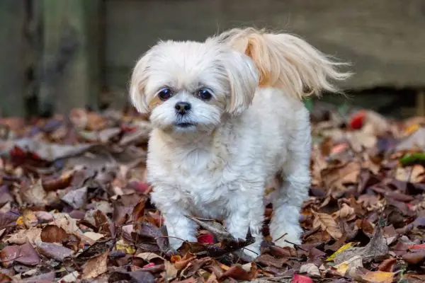 A white dog running around playfully through fallen leaves.
