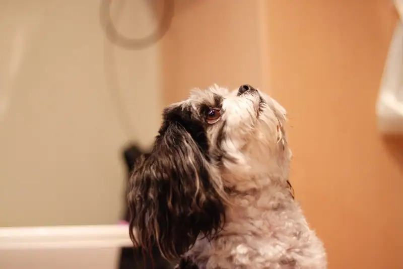 A black and white dog with brown eyes looking up toward the ceiling.