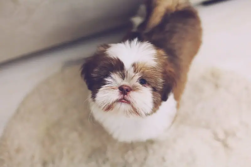 A cute picture of a dog looking up lovingly while having its picture taken.